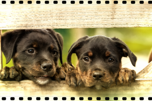 Kutya fotó retusálás 07 - Kettő, kerítés lécek közül kinéző kölyök-kutya portréja presettel és háttér-elmosással feldobva.