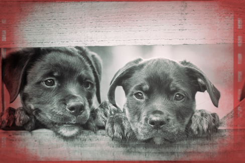 Kutya fotó retusálás 08 - Kettő, kerítés lécek közül kinéző kölyök-kutya portréja presettel és háttér-elmosással feldobva.