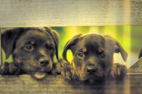 Kutya fotó retusálás 09 - Kettő, kerítés lécek közül kinéző kölyök-kutya portréja presettel és háttér-elmosással feldobva.