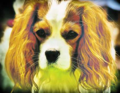 Kutya fotó retusálás 10 - Egy cuki, hosszú fűlű, hosszú szőrű spániel kutya portréja presettel és háttér-elmosással feldobva.
