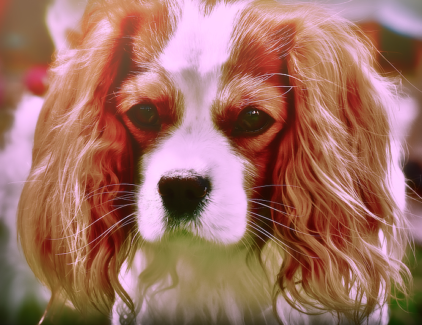 Kutya fotó retusálás 11 - Egy cuki, hosszú fűlű, hosszú szőrű spániel kutya portréja presettel és háttér-elmosással feldobva.