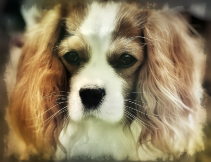 Kutya fotó retusálás 12 - Egy cuki, hosszú fűlű, hosszú szőrű spániel kutya portréja presettel és háttér-elmosással feldobva.