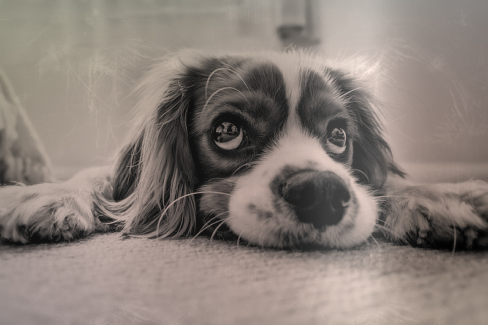 Kutya fotó retusálás 13 - Megfáradt, padlón fekvő kutya portréja presettel és háttér-elmosással feldobva.