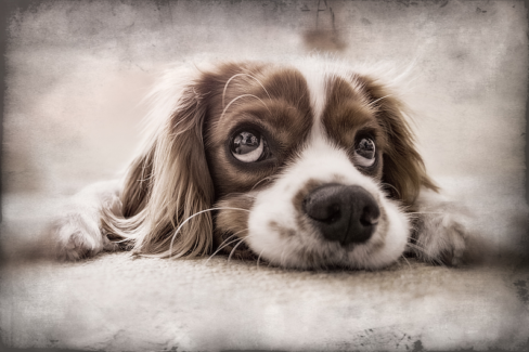 Kutya fotó retusálás 14 - Megfáradt, padlón fekvő kutya portréja presettel és háttér-elmosással feldobva.