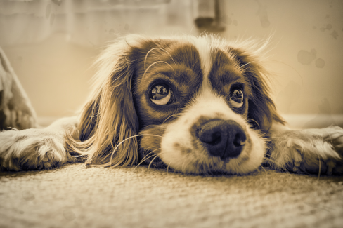 Kutya fotó retusálás 15 - Megfáradt, padlón fekvő kutya portréja presettel és háttér-elmosással feldobva.
