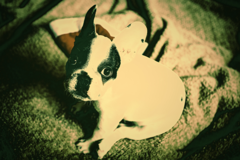 Kutya fotó retusálás 16 - Francia bulldog kölyök-kutya portréja presettel és háttér-elmosással feldobva.