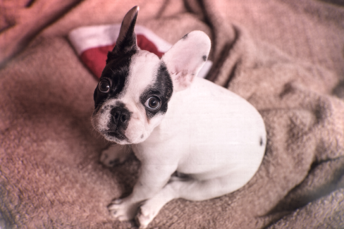 Kutya fotó retusálás 17 - Francia bulldog kölyök-kutya portréja presettel és háttér-elmosással feldobva.