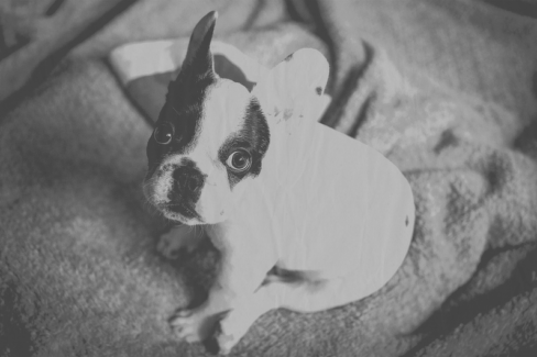 Kutya fotó retusálás 18 - Francia bulldog kölyök-kutya portréja presettel és háttér-elmosással feldobva.