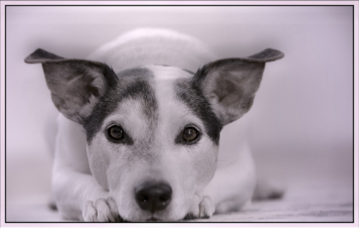 Kutya fotó retusálás 19 - Fülét hegyező, földön fekvő kutya portréja presettel és háttér-elmosással feldobva.