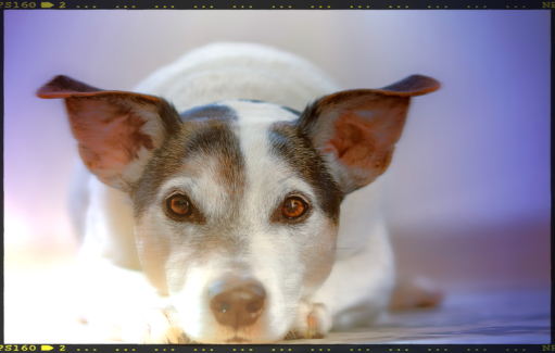 Kutya fotó retusálás 21 - Fülét hegyező, földön fekvő kutya portréja presettel és háttér-elmosással feldobva.