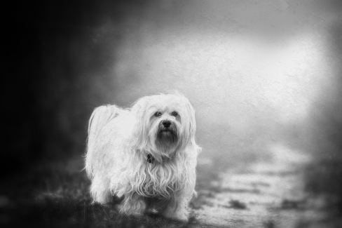 Kutya fotó retusálás 22 - Hosszú szőrű máltai selyemkutyus várja, hogy eldobd a labdát presettel és háttér-elmosással feldobva.