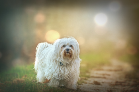 Kutya fotó retusálás 24 - Hosszú szőrű máltai selyemkutyus várja, hogy eldobd a labdát presettel és háttér-elmosással feldobva.