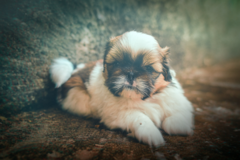 Kutya fotó retusálás 25 - Shih tzu kutya-kölyök portréja presettel és háttér-elmosással feldobva.