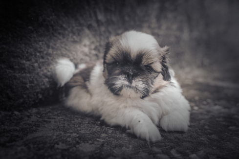 Kutya fotó retusálás 26 - Shih tzu kutya-kölyök portréja presettel és háttér-elmosással feldobva.