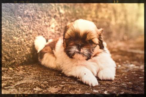 Kutya fotó retusálás 27 -Shih tzu kutya-kölyök portréja presettel és háttér-elmosással feldobva.